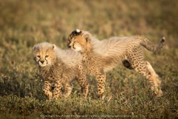 Cheetah cubs. Photo by Stu Porter