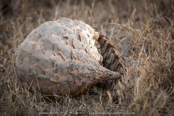 Pangolin. Ndutu Photography Safari Tanzania