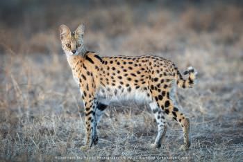 Serval Cat. Ndutu Photography Safari Tanzania