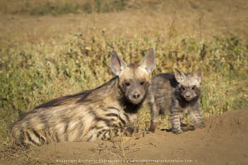 Striped Hyaena. Ndutu Photography Safari Tanzania