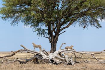 Cheetahs. African Wildlife images by Stu Porter