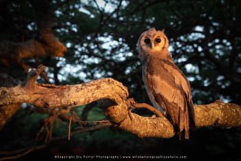 Verreaux's Eagle Owl. Ndutu Photography Safari Tanzania
