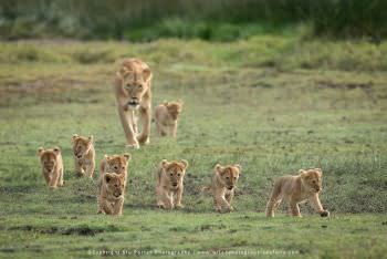Lion pride with small cubs. WILD4 African photo safaris