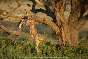 Cheetah jumping out of tree. Stu Porter Photo. WILD4 African photo safaris