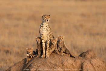 Cheetah mum with four small cubs. WILD4 African photo safaris