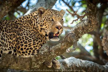 Leopard in tree. Serengeti Tanzania Big Cats