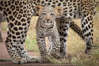 Leopard cub in Serengeti. Copyright Stu Porter Photography