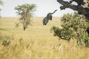 Leopard leaping out of tree onto Zebra. Serengeti Tanzania Big Cats