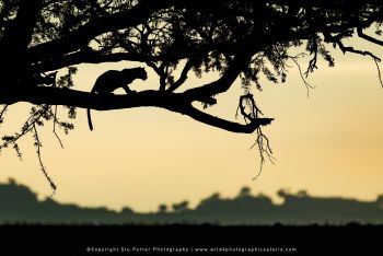 Leopard silhouette at sunrise. Serengeti Tanzania Big Cats