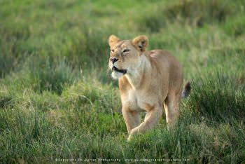 Lioness in green marsh. WILD4 African photo safaris