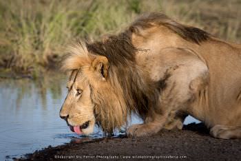 Male Lion drinking water. WILD4 African photo safaris