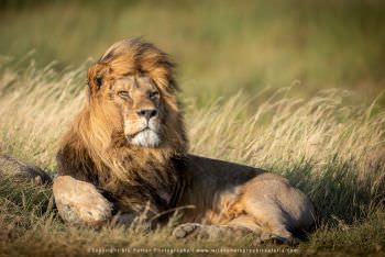 Male Lion in grass. Copyright Stu Porter Photography