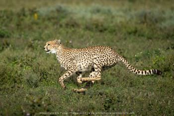 Cheetah running fast. Serengeti Tanzania Big Cats