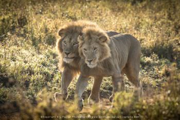 Two male Lions. Serengeti Tanzania Big Cats