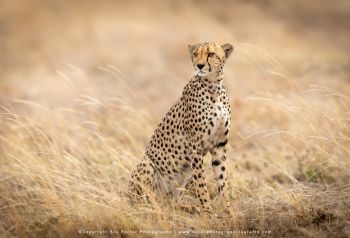 Male Cheetah in the Serengeti. WILD4 African photo safaris