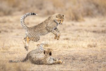 Two Cheetah cubs playing. Copyright Stu Porter Photography