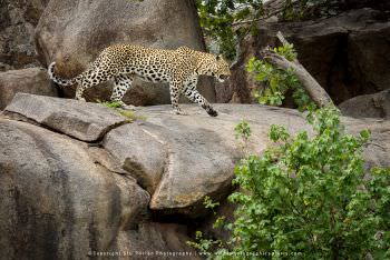 Leopard on rocks in Serengeti. Copyright Stu Porter Photography