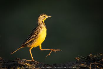 Yellow Throated Longclaw Stu Porter African Wildlife Photography