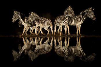 Zimanga photo safari