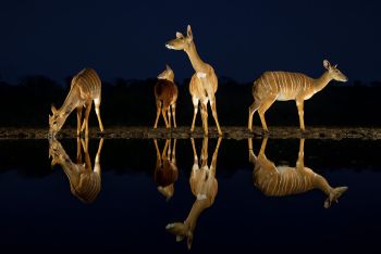 Zimanga photo safari