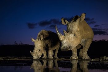 Zimanga photo safari