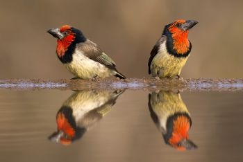 Zimanga photo safari