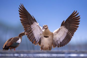 copyright Stu Porter small group African photographic safaris