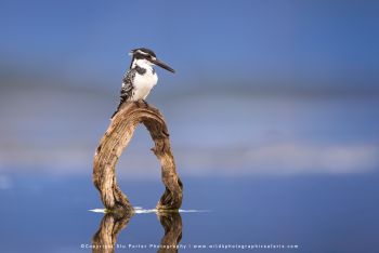 copyright Stu Porter small group African photo tours