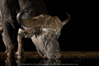 copyright Stu Porter small group African photo safaris