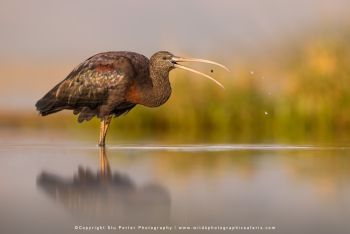 copyright Stu Porter small group African photographic safaris