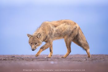 copyright Stu Porter small group African photo safaris