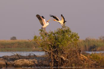 copyright Stu Porter small group African photo safaris