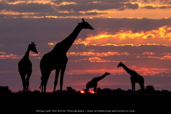 copyright Stu Porter small group African photo tours