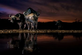 Zimanga photo safari