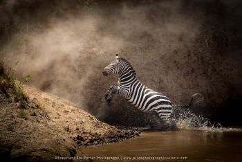 A Zebra exits the Mara River Masai Mara photo safari Kenya
