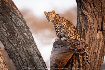 Tree Leopard – Ndutu Photo Safari