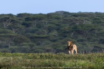 Ndutu Lion – Serengeti Wildlife Photography Safari