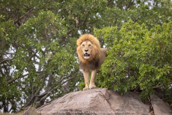 Male lion standing on granite kopje during Tanzania wildlife photography safari with Wild4