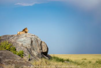 Lion resting on granite kopje overlooking Serengeti plains on Wild4 safari