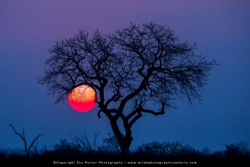 African sunset behind silhouetted tree in MalaMala Game Reserve on photography safari