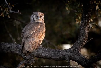 Verreaux's Eagle owl perched on branch in MalaMala Reserve at dusk