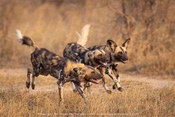 African wild dogs running during a hunt in MalaMala on a photography safari