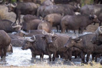 Cape buffalo herd standing in water at MalaMala Reserve on photo safari