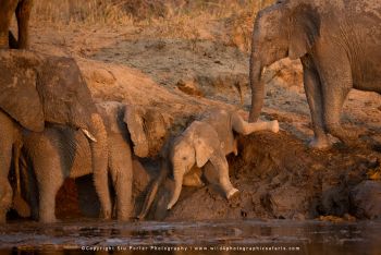Elephant calf slips down a riverbank with herd in MalaMala Reserve
