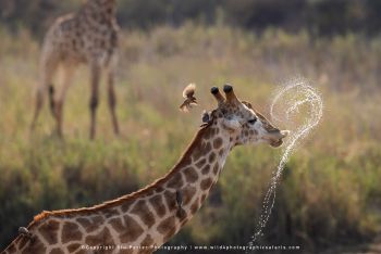 Giraffe drinking with birds flying around in MalaMala Reserve on photo safari