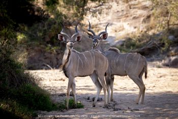 Two greater kudu bulls standing in soft light in MalaMala Reserve