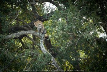 Leopard resting in tree branches in MalaMala Game Reserve on photo safari