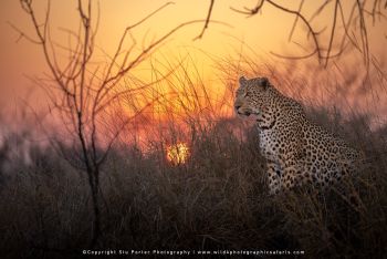 Leopard sitting in grass at sunset in MalaMala Reserve on photography safari