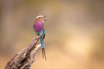 Lilac-breasted roller perched on branch in MalaMala wildlife photography safari