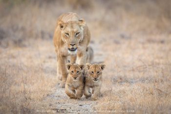 Lioness walking with two cubs in MalaMala Reserve on wildlife photography safari